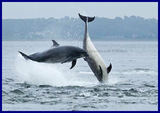 WILD LIFE
